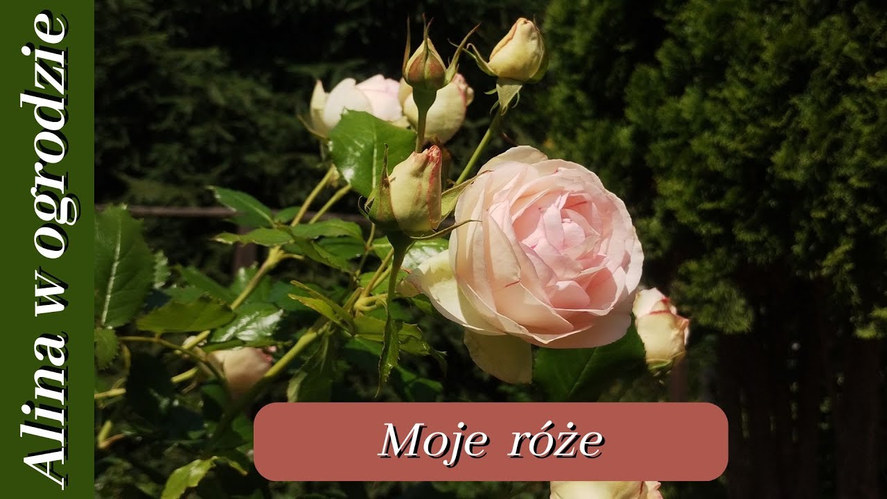 Róże w pełni kwitnienia