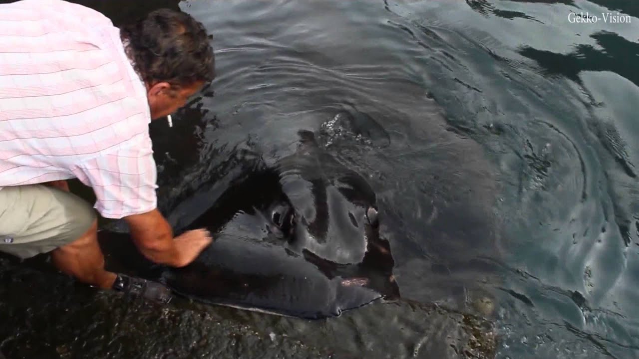 Vecinos alimentando a Mantas Gigantes en el muelle de Valle Gran Rey