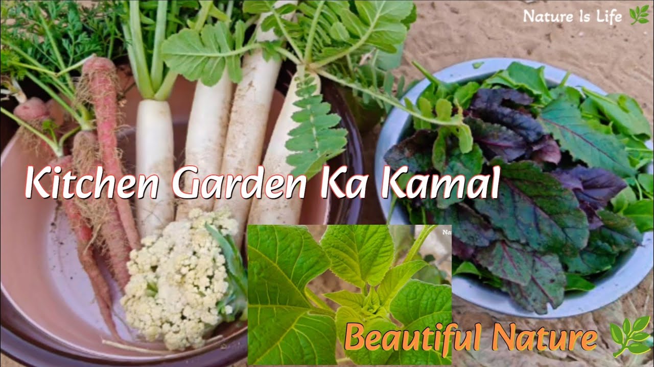 Kitchen Garden Ka Kamal 🤗🌿 | Beautiful Sunflower 🌻| Aaj Ki Harvesting 🥕🥬