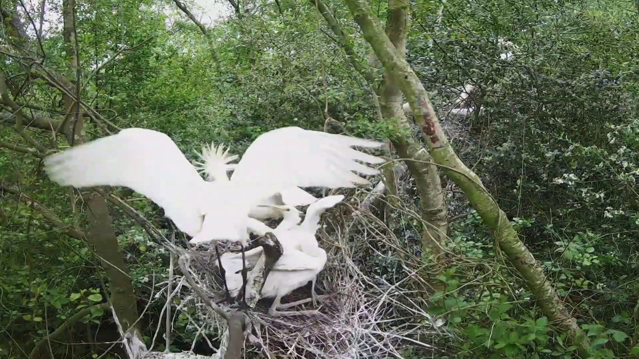 Vroege Vogels - Beleef de lente #6