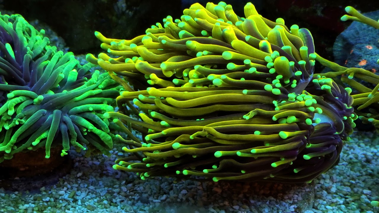 Giving in the hobby.