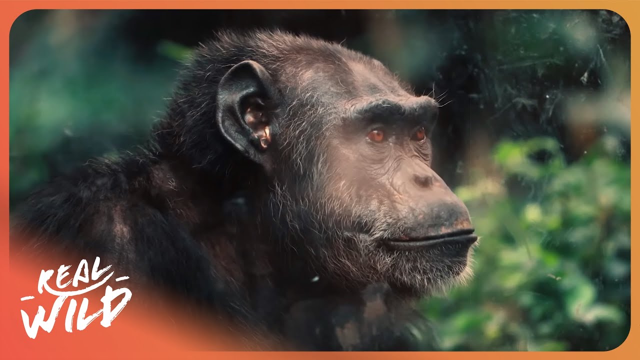 THE GREAT APES | Life In The Animal Kingdom: Series 2 Episode 1 | 4K