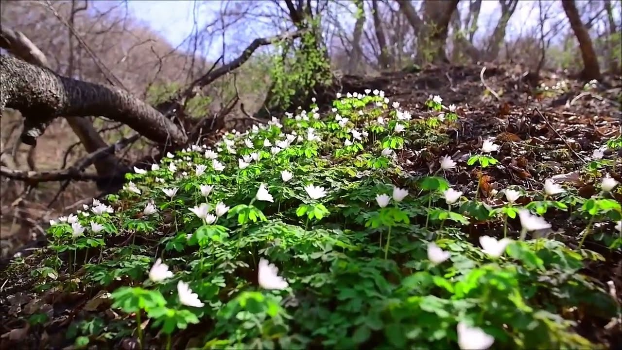 금정산의 풀꽃(22) - 꿩의바람꽃(Anemone raddeana)