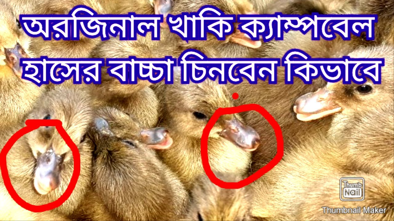 অরজিনাল খাকি ক্যাম্পবেল হাঁসের বাচ্চা চিনবেন কিভাবে