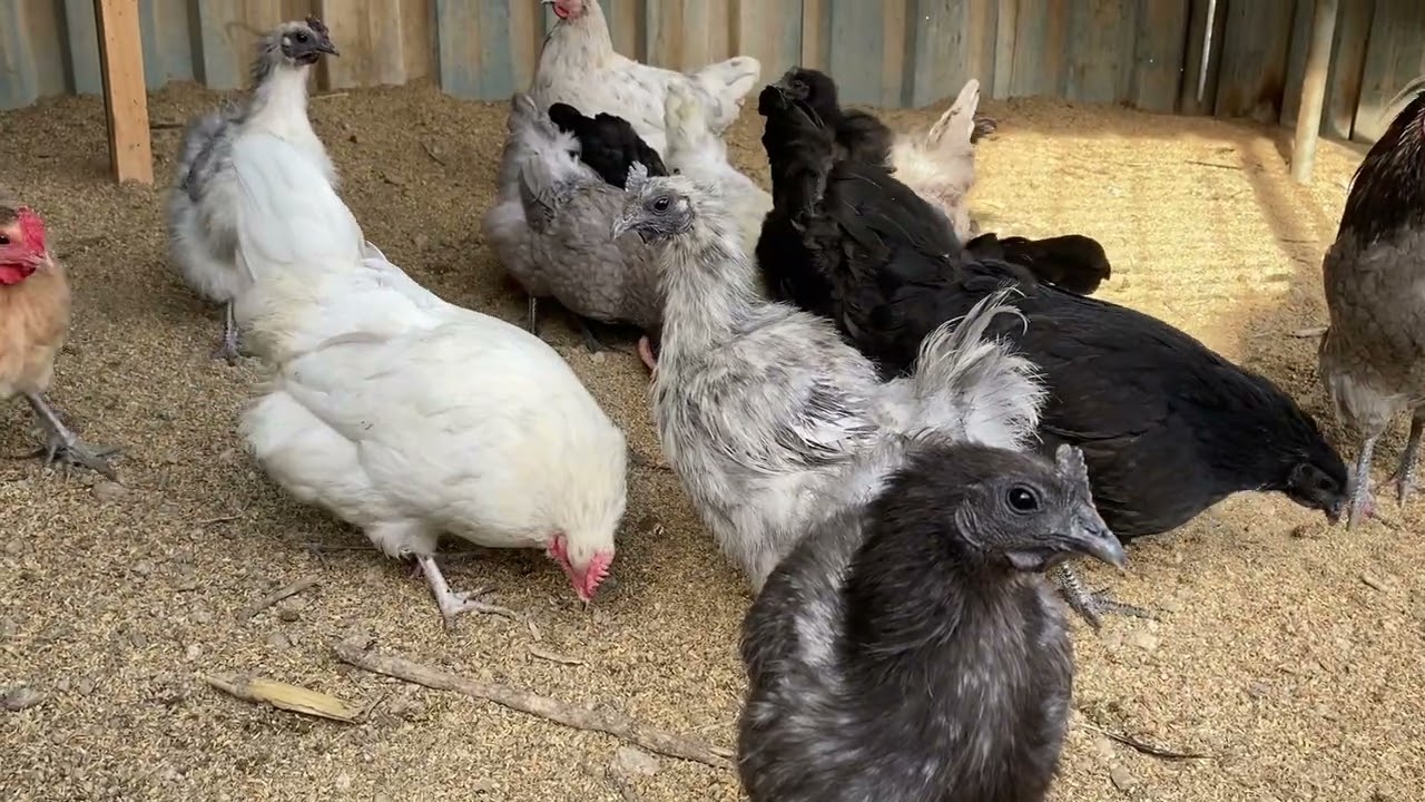 Blackchicken