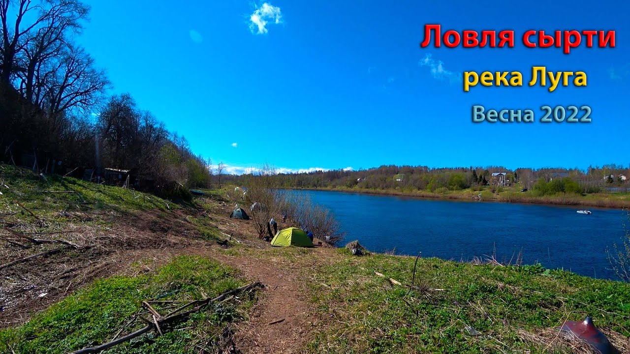 Ловля сырти (рыбец, вимба) I река Луга (Кингисепп) I Весна 2022