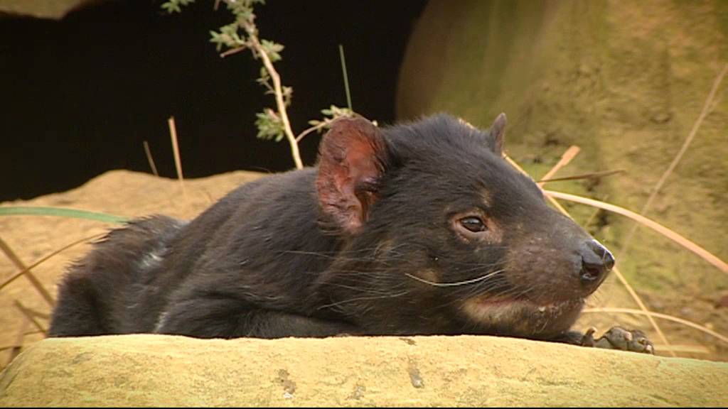 Tasmania North East Coast - Trowunna Wildlife Park Hot Spot