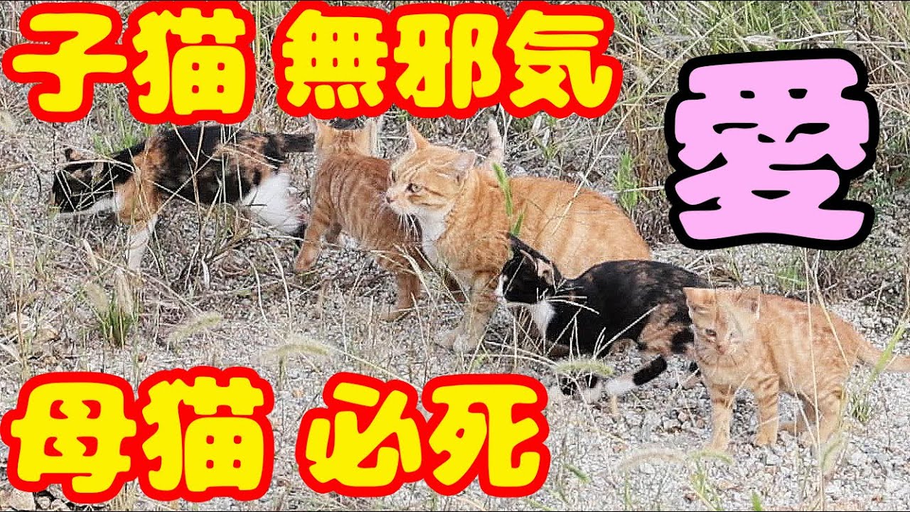 子猫を育てている母猫にご飯をあげたら・・・ たくさんのさくらねこと野良猫にご飯をあげたら・・・
