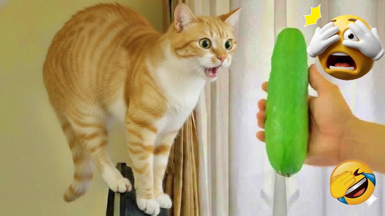 You Laugh You Lose 😹 Funniest Cats and Dogs 2026 🐈💝 Part 20