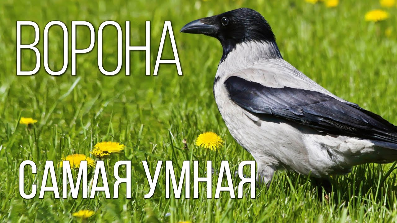 Ворона: Главная Пернатая Бандитка | Интересные факты про ворон