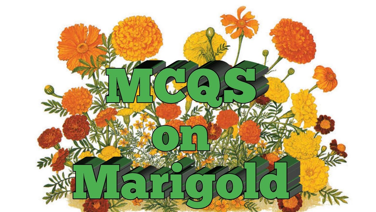MCQS on Marigold II MCQS on Horticulture II MCQS on Floriculture II Marigold