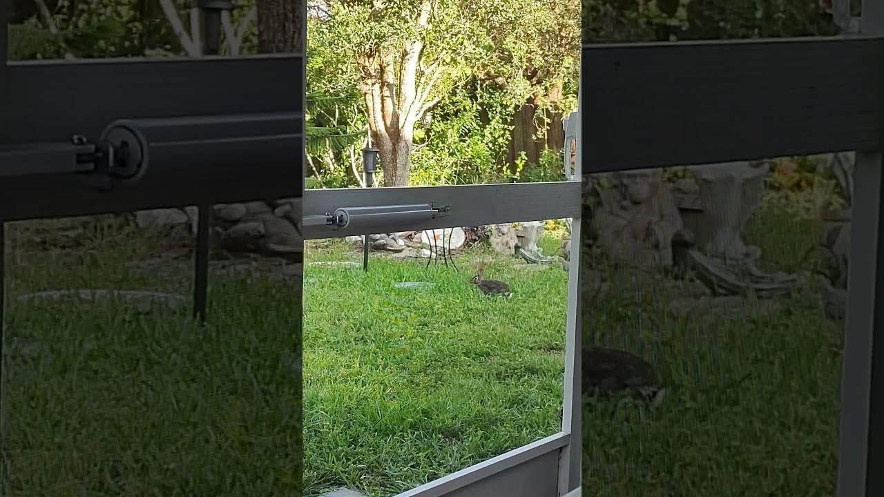Backyard rabbit travels the high grass