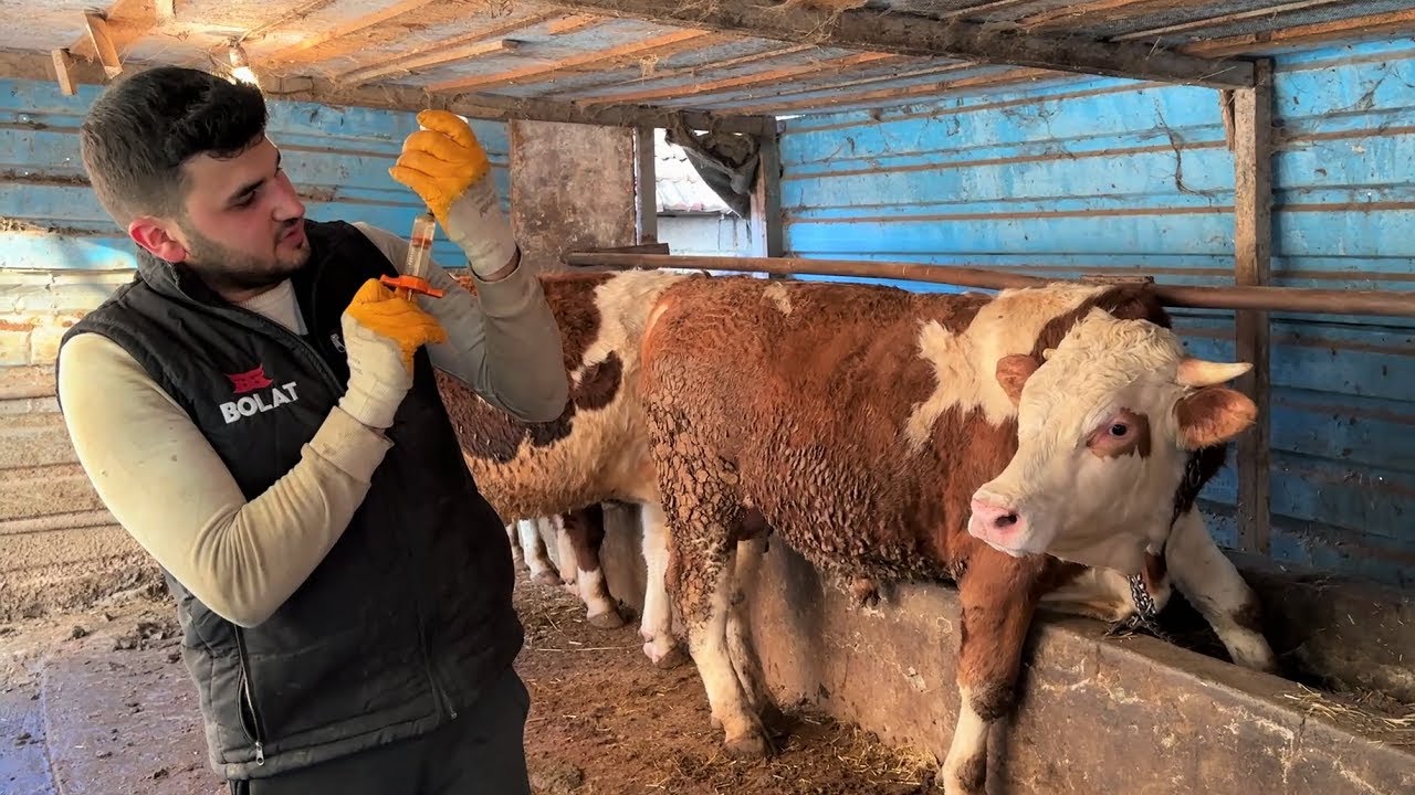 KURBANLIKLARA DIŞ PARAZİT İĞNESİ VURDUK