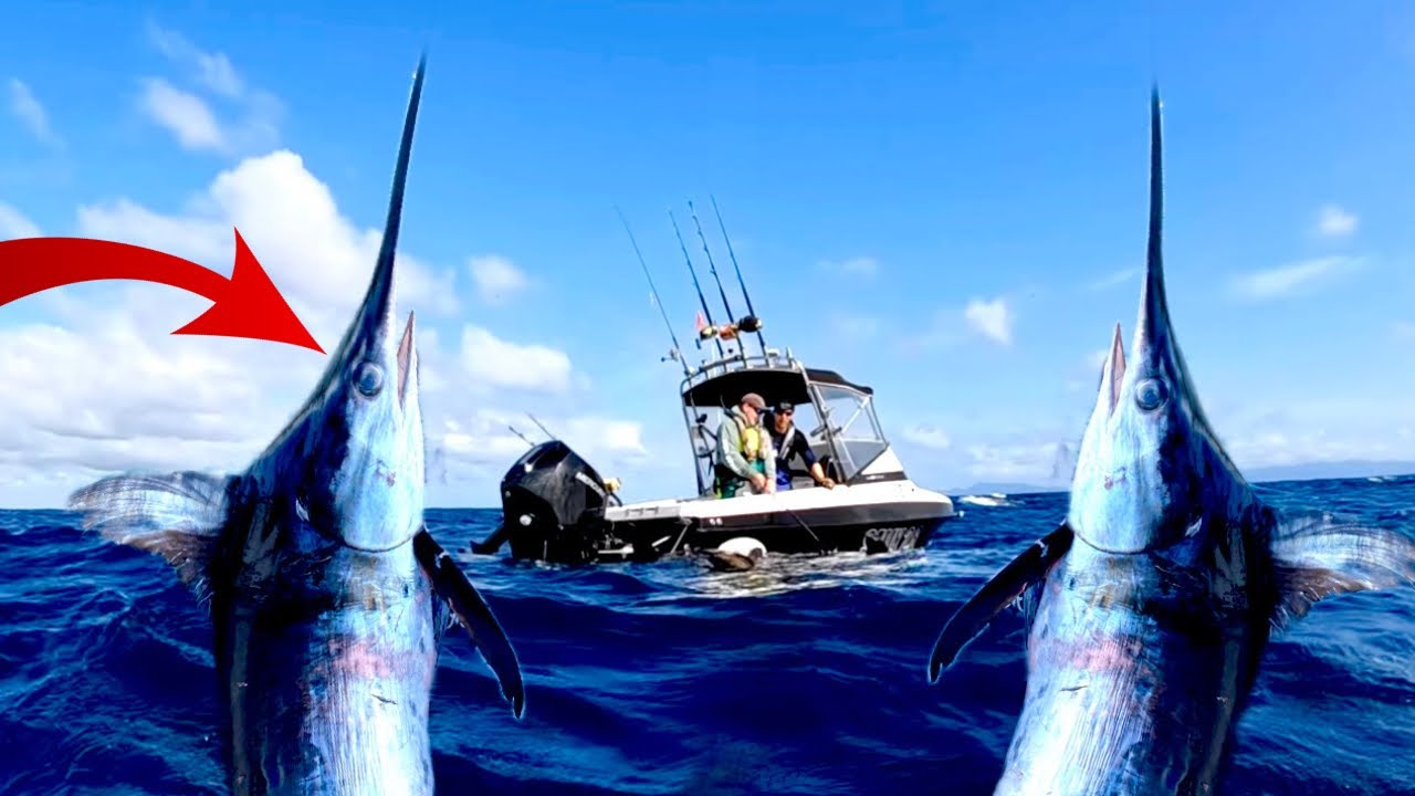 640LB Swordfish Vs 18ft Boat!