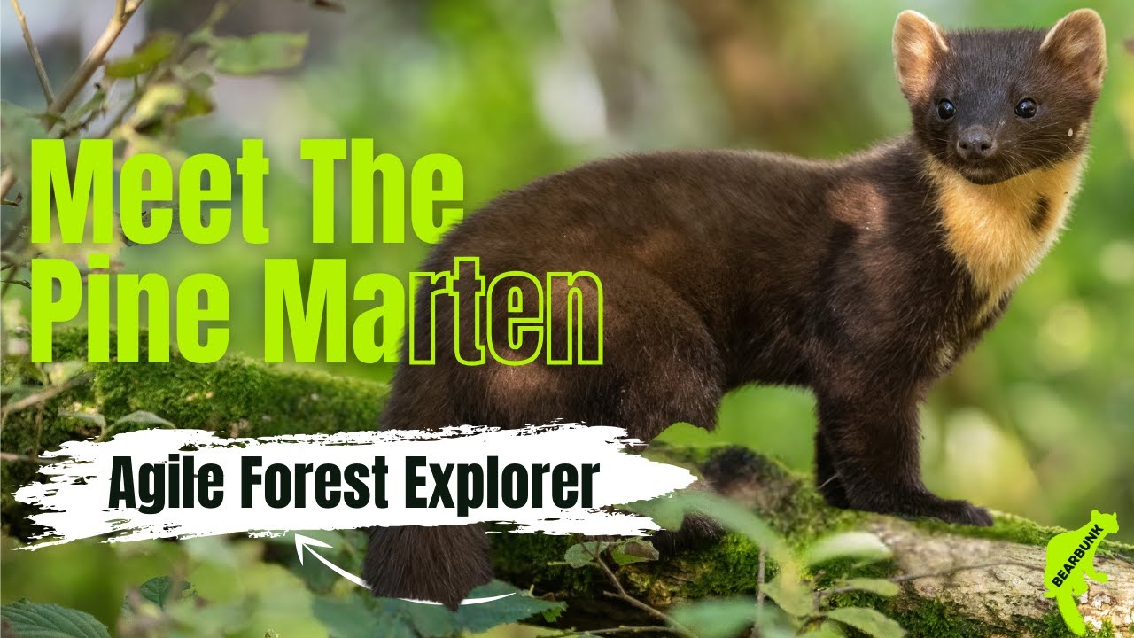 The Pine Marten: The Elusive Cutie-Pie Acrobat of the Forest