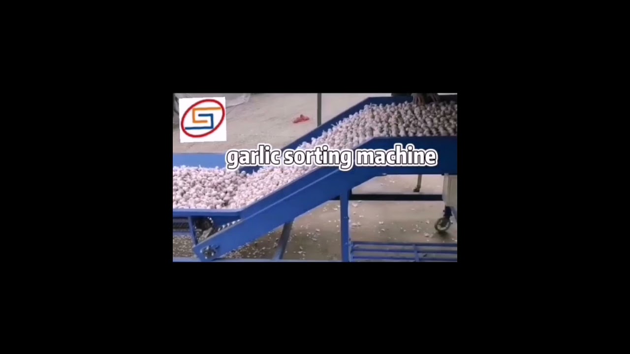 garlic size grading machine garlic sorter garlic grader equipment