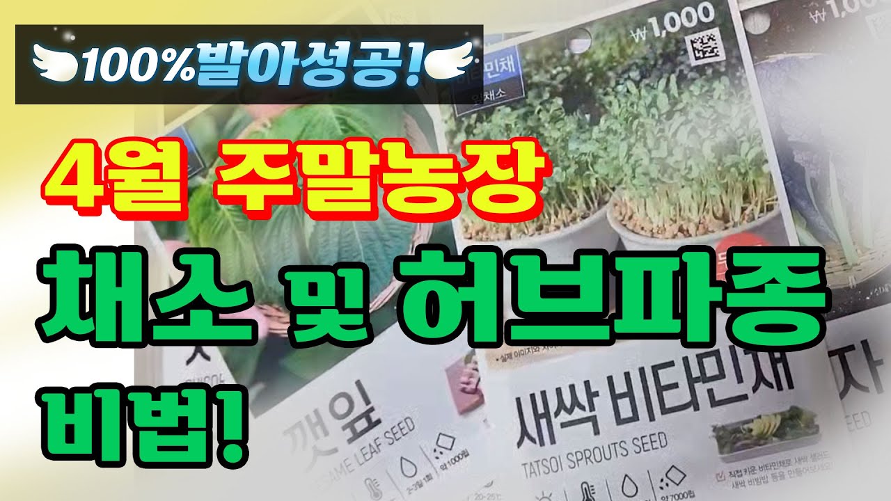주말농장|4월 유기농텃밭🌱 |  발아율 100% 다이소 씨앗파종!