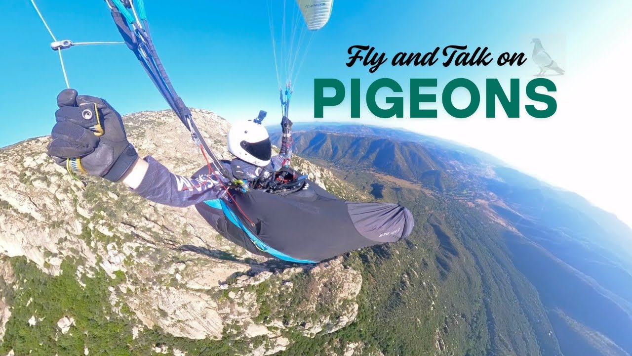 Pigeons are super cool birds!