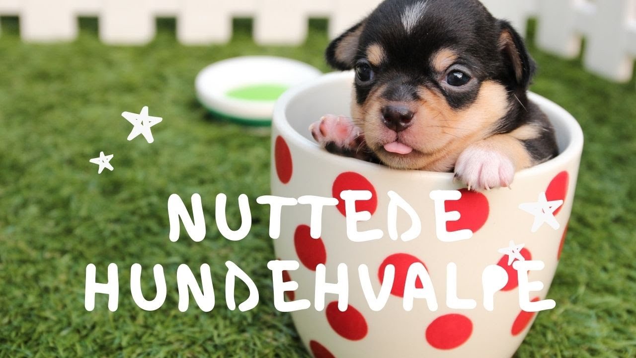 Baby Hundehvalpe - S&oslash;de og Sjove Hunde Videoer