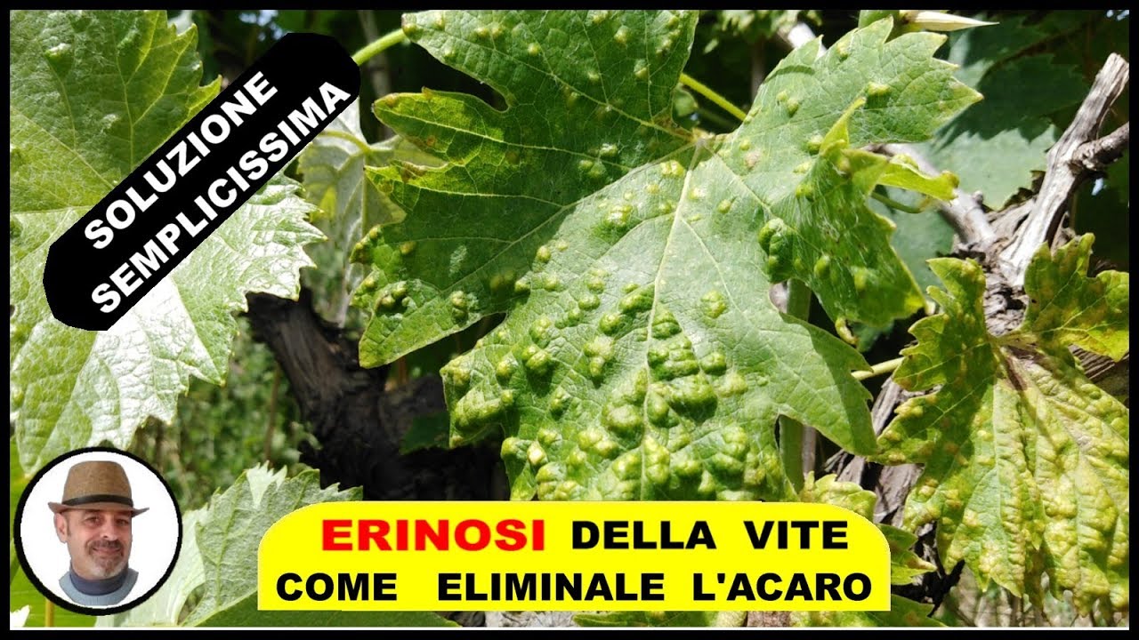 ACARO ERINOSI DELLA VITE ricoscerlo ed eliminarlo