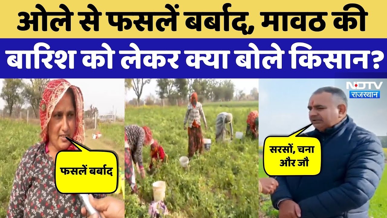 Weather Alert in Rajasthan: कहीं गिरे ओले तो कहीं भारी बारिश, फसलों पर कैसा असर? Farmers | Rajasthan