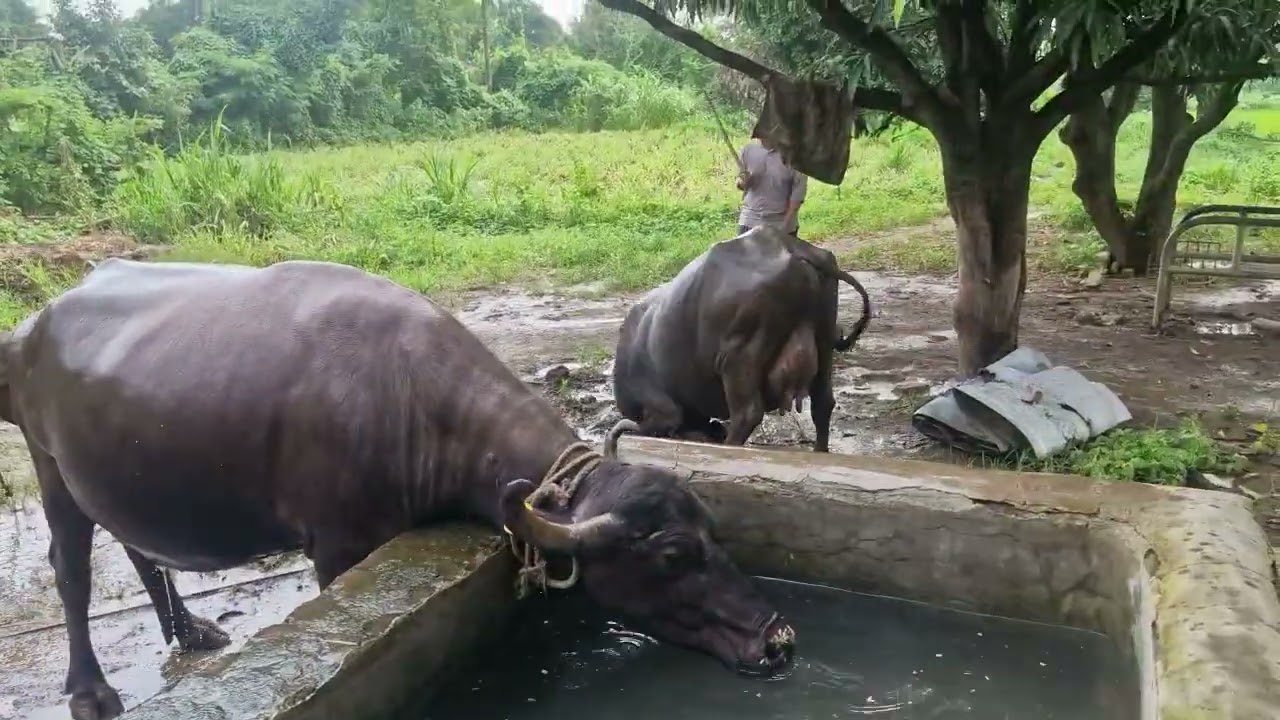 Radhekrishna dairyfarm jafrabadi buffalo video