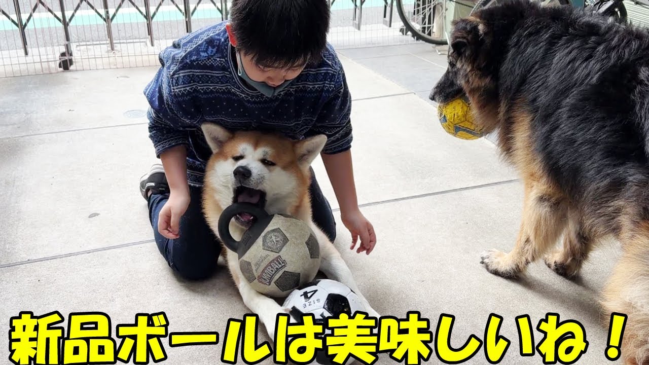 新品ボールは美味しいね♪秋田犬そら・シェパード犬マック