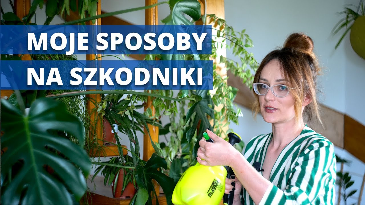 SZKODNIKI zwalczanie krok po kroku. Sprawdzone, skuteczne sposoby na szkodniki roślin domowych