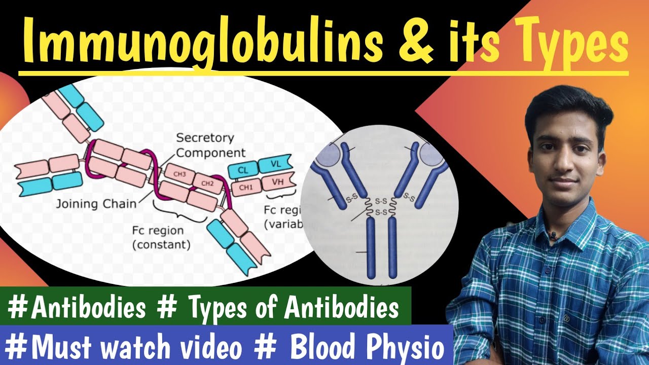 Immunoglobulins|| and its types||Antibodies || Blood Physiology ||Lectures||MBBS ||hindi|| Ashish