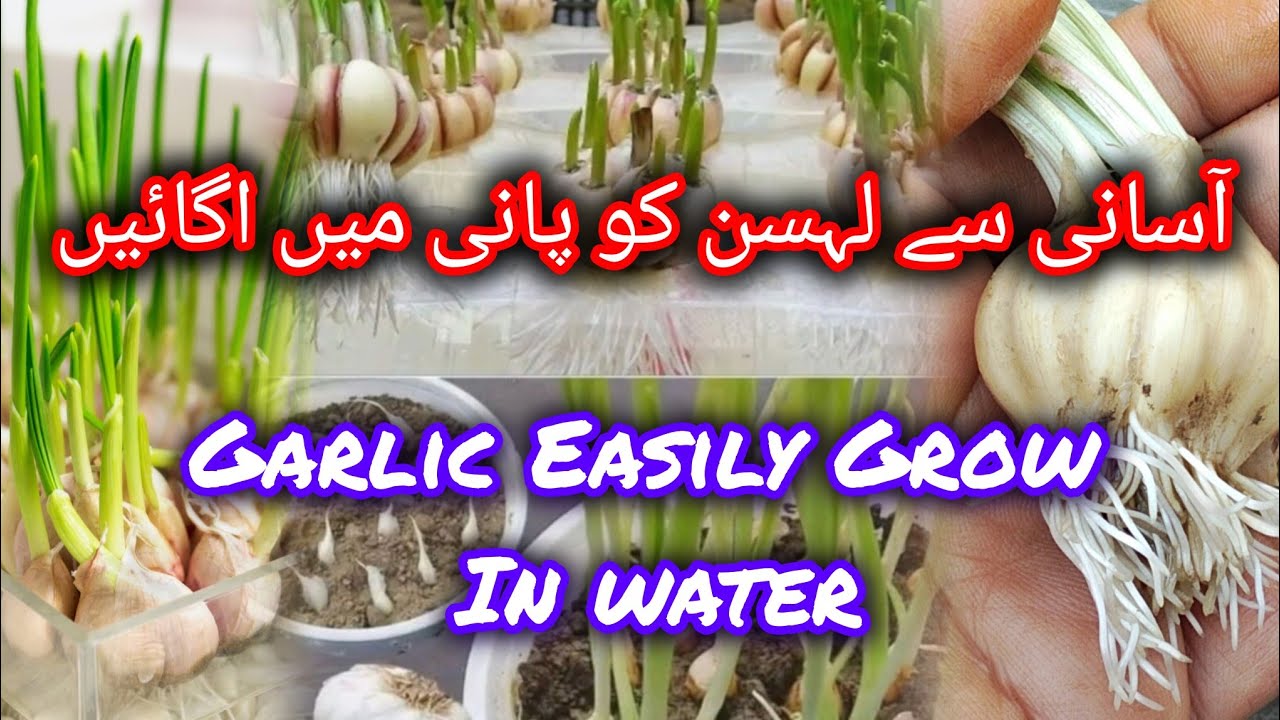 Grow Garlic In Water | How to Grow Garlic 