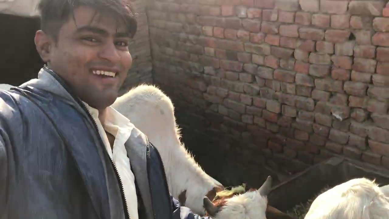 Pakistani Hindu Life: Aaj Gaay Maiya ki Seva ki 🙏 | VlogGaay Maiya ki Seva in Pakistan 🇵🇰 |