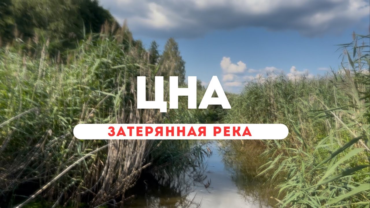 🌿 Сплав на сап по реке Цна - осока, тишина и дикие ягоды