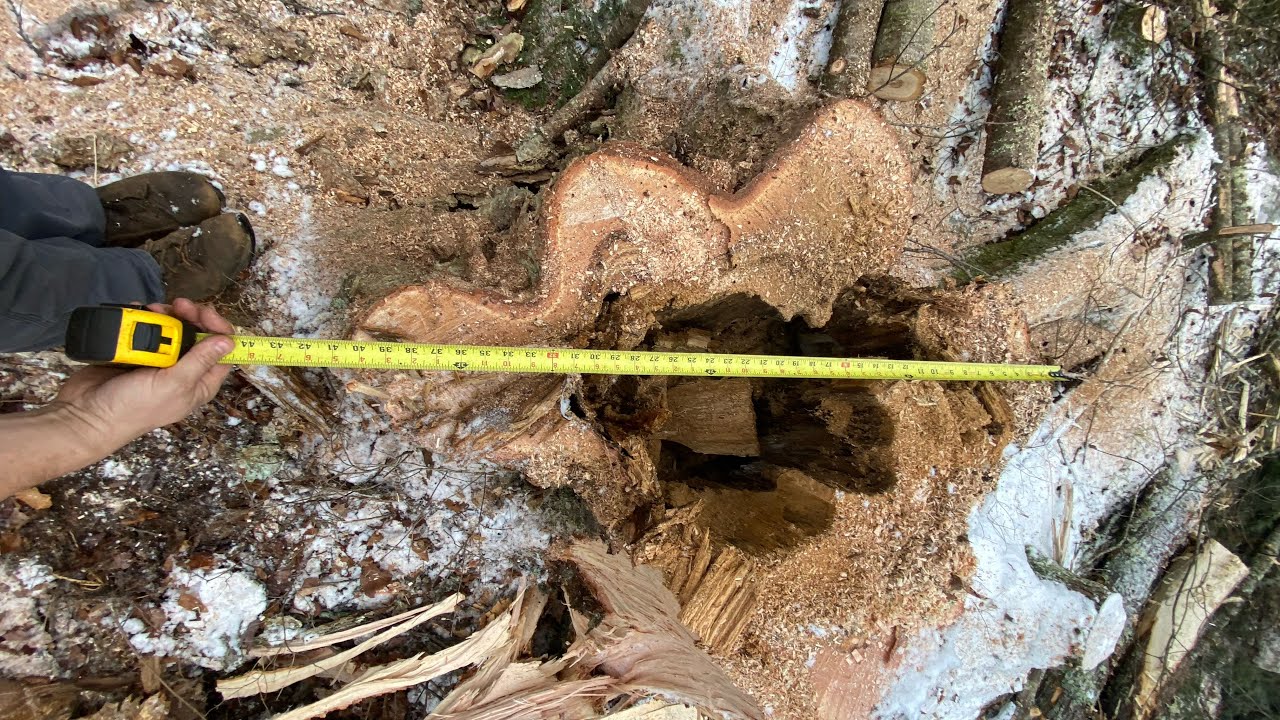 Ponsse H7 cutting 40” Yellow Birch part 2