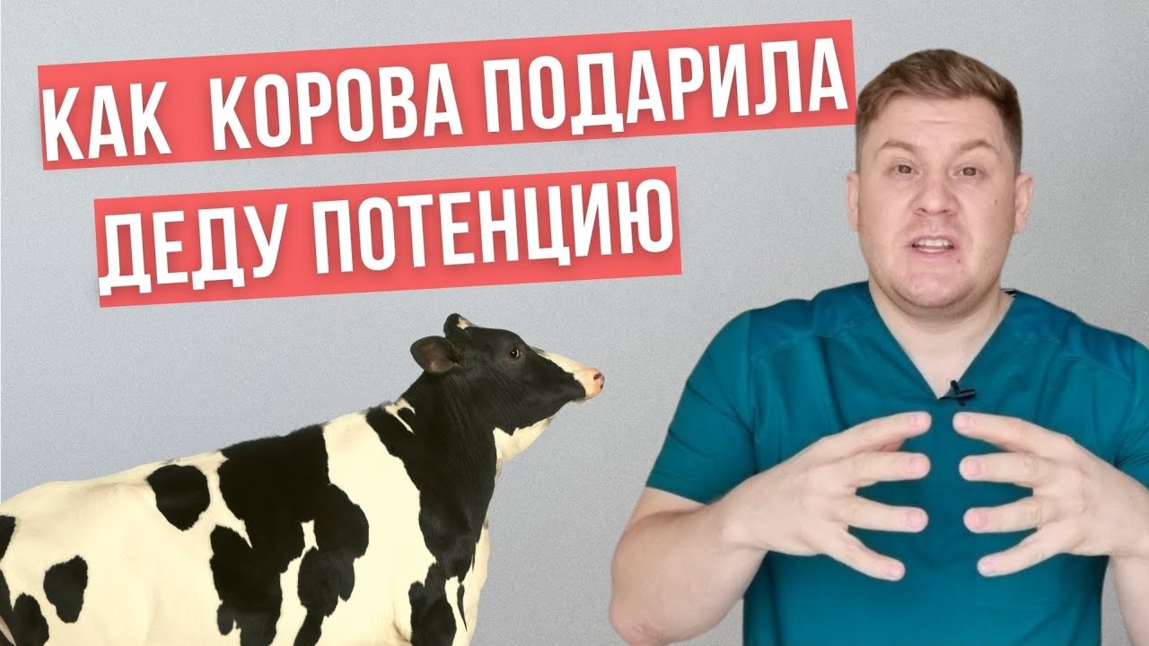 Корова подарила деду потенцию. Реальная история.