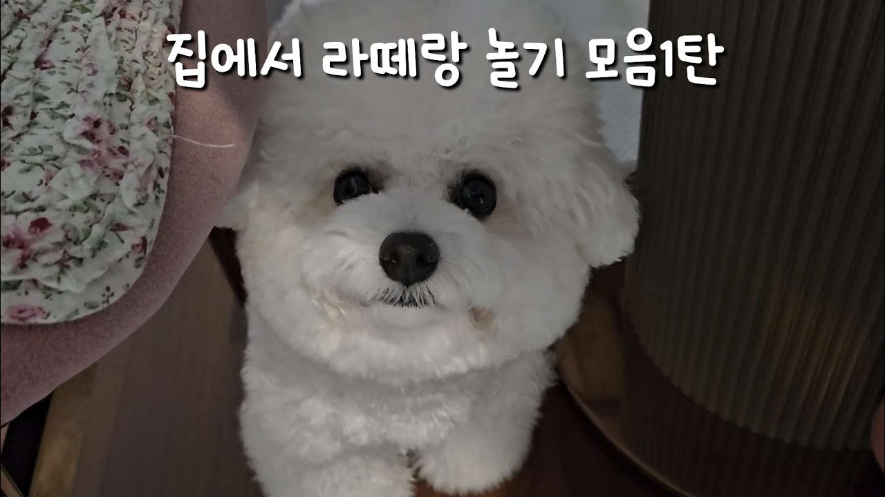 라떼랑 집어서 놀기 1탄 시간여행