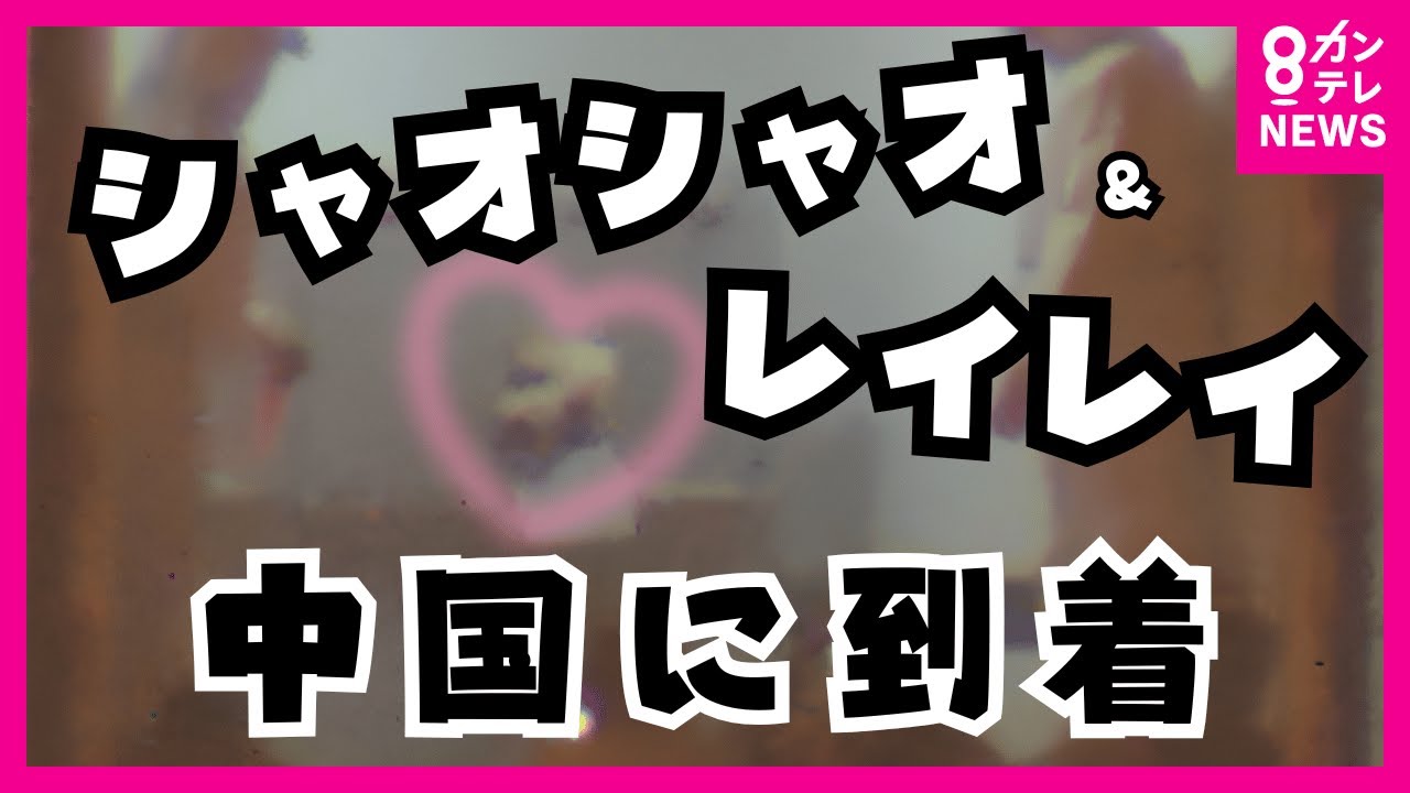 【パンダ独自映像】 レイレイの初食事シーン ノーカット公開!｜シャオシャオ＆レイレイが中国に到着