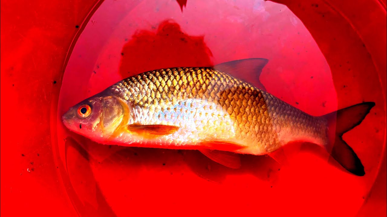 Massive Roach found in a UK Koi pond