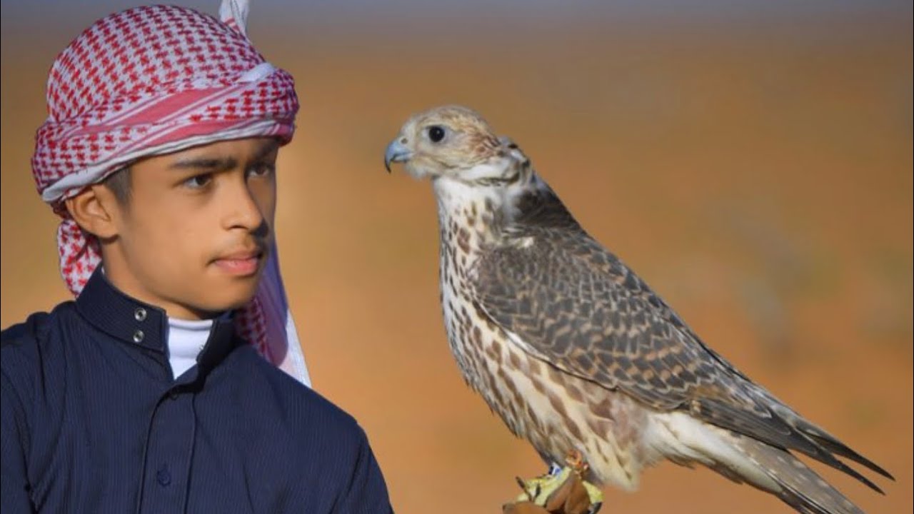 رحلة البحث عن الصقر