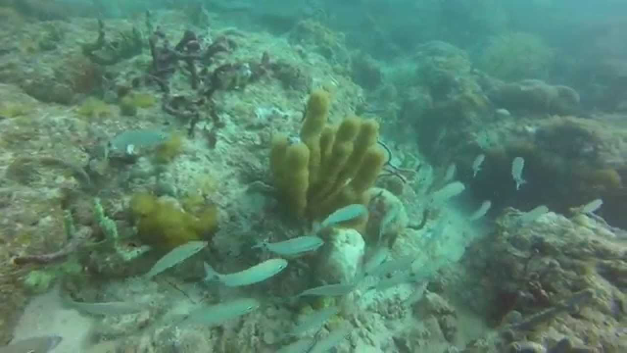 Scuba Diving Rainbow Reef and Darryl's Ledge