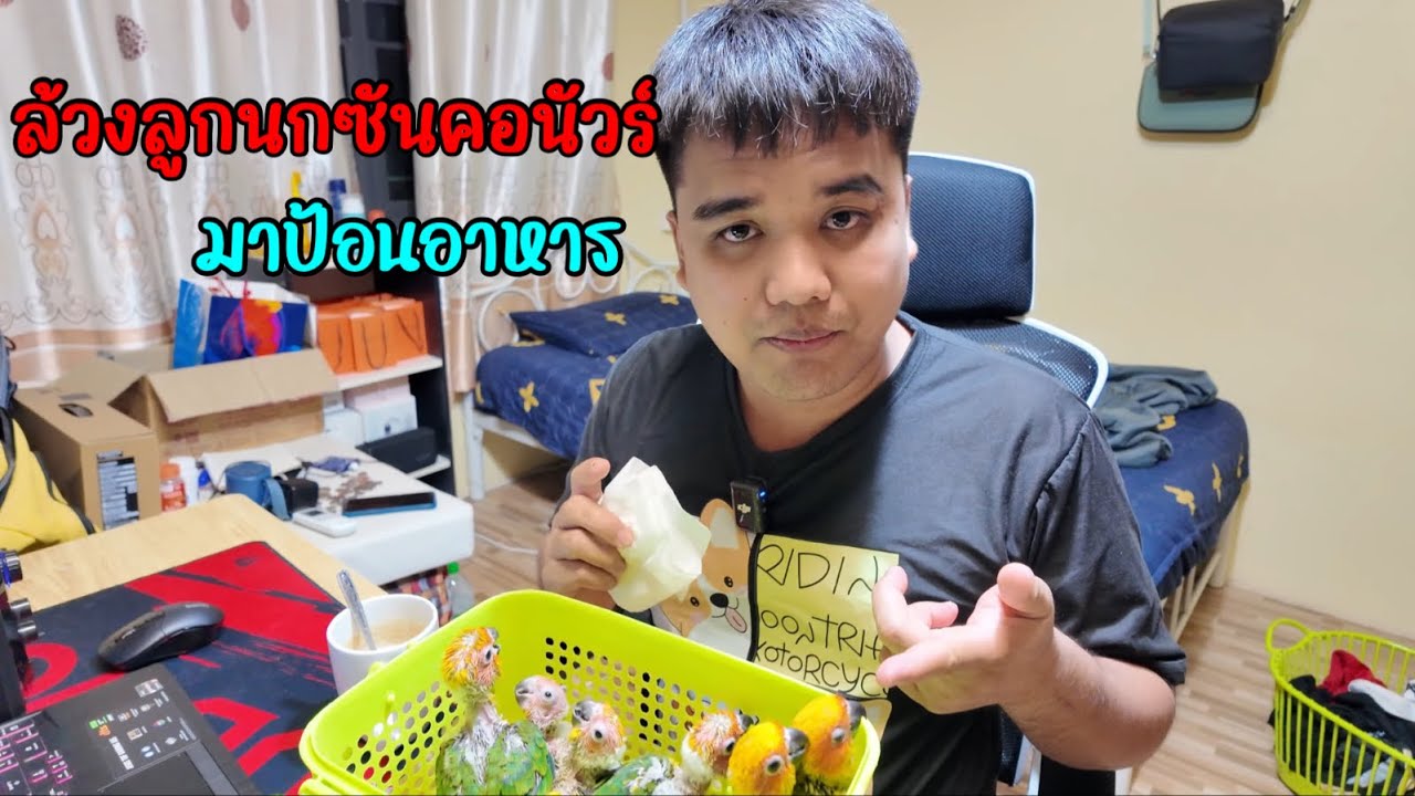 ล้วงลูก ซันคอนัวร์ มาป้อนอาหาร กินกันเก่งมากๆ เเต่ละตัวอ้วนๆทั้งนั้น