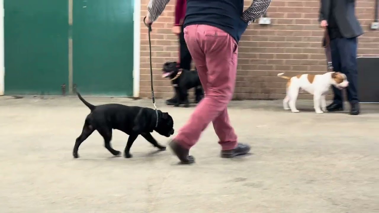 Staffordshire Bull Terrier Dog shows