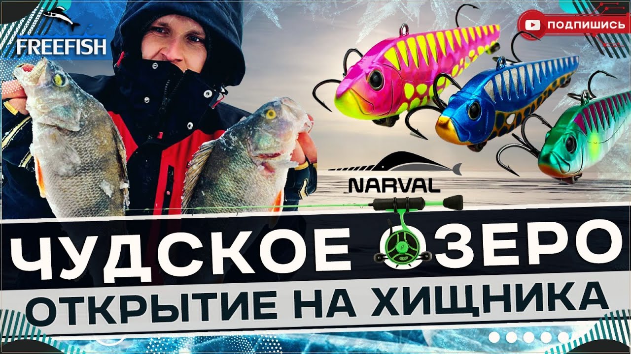 В поисках крупного  хищника на Чудском озере.Открытие сезона