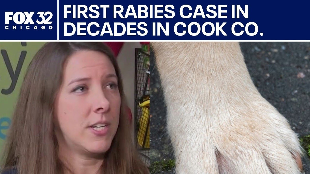 First dog rabies case in decades in Chicago | FOX 32 News at 9
