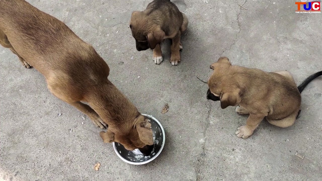 feeding Stray Dogs | 30 Days Challenge