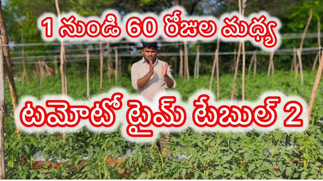 టమోటో టైమ్ టేబుల్ 2#tamoto #tamotofarmer #tamotocrop #farming #farmer 