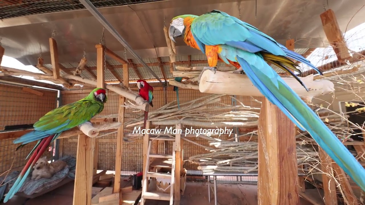 2-3-25 All Parrots Outside