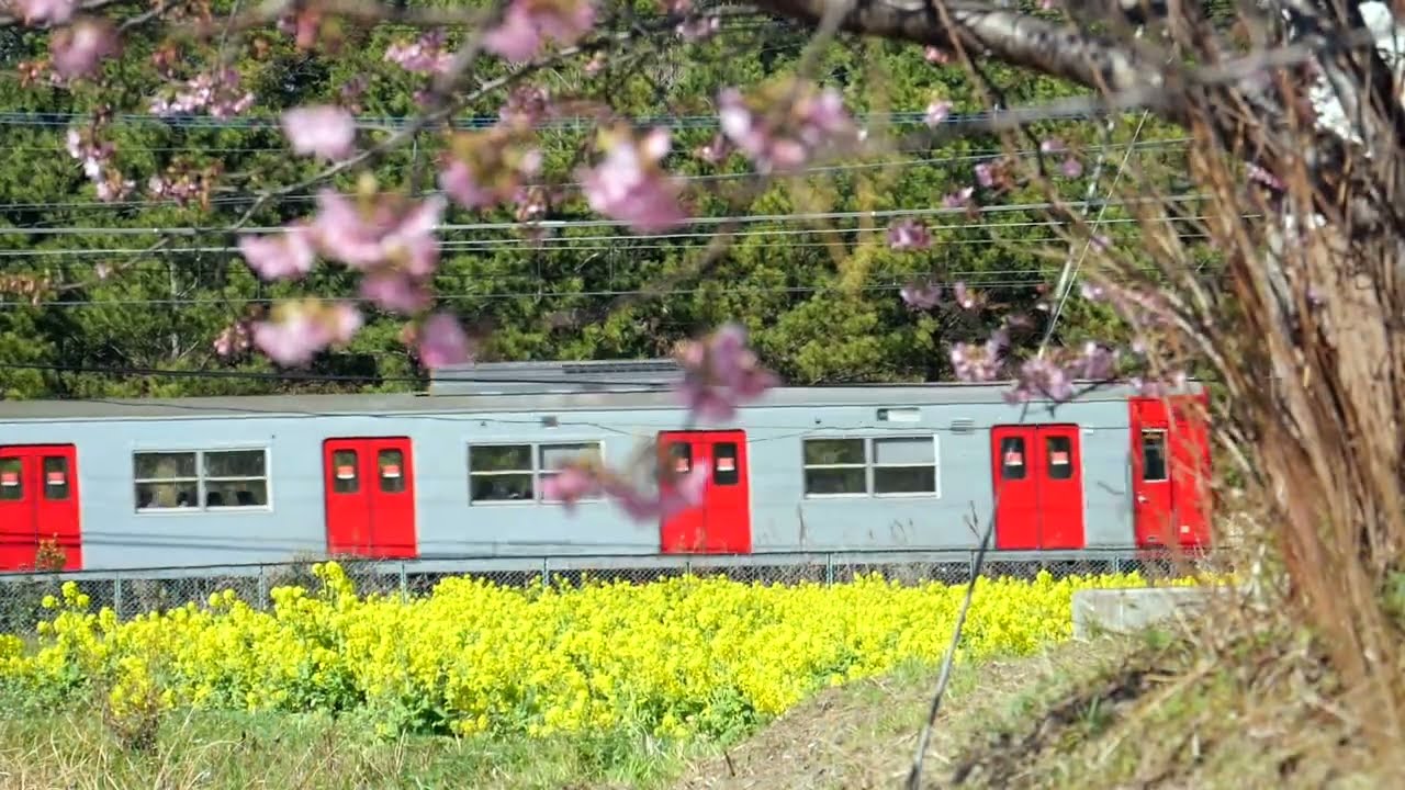早春の福岡糸島・福ふくの里を行く、筑肥線103系