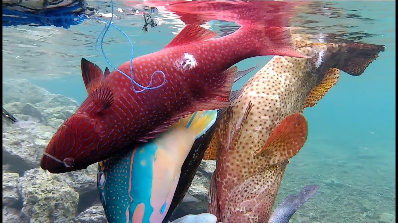 SPEARFISHING/MEMANAH IKAN DI LAUT DANGKAL TERNYATA BISA DAPAT IKAN KERAPU JUGA KAWAN..