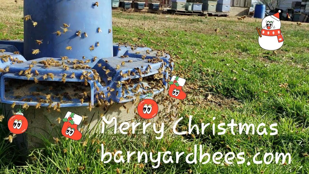 Honeybees Feeding on Corn protein Merry Christmas Barnyardbees.com