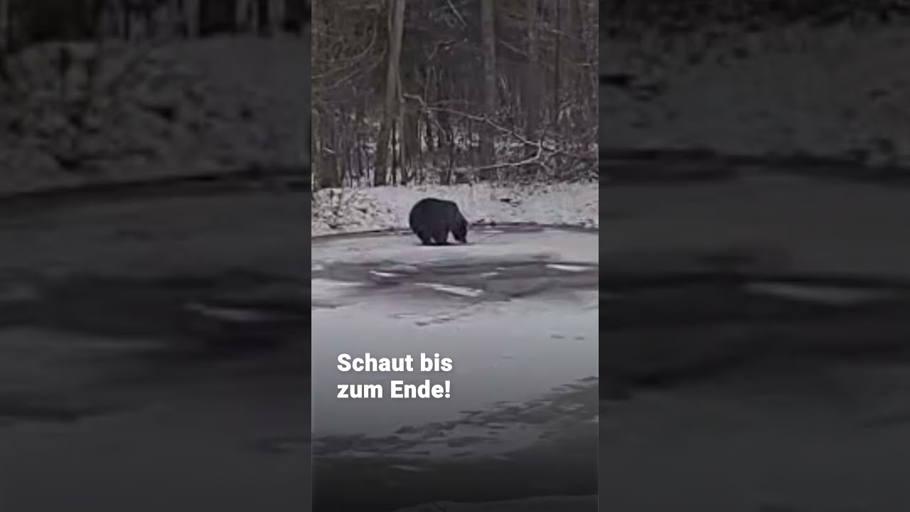 Freya, die Eiskönigin im BÄRENWALD Müritz ❄️👑 | VIER PFOTEN